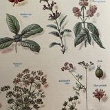 Set of 2 illustrated plates on digestive and aromatic plants of 1952