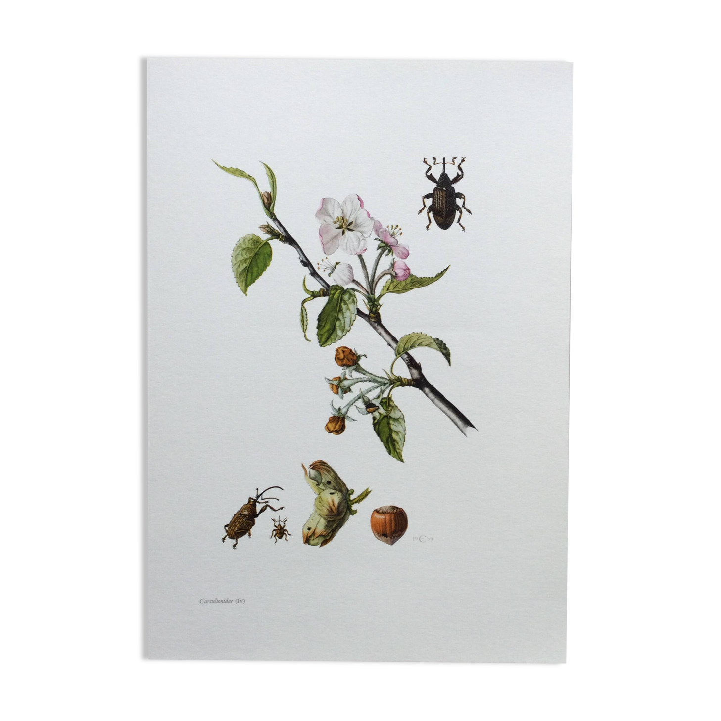 Vintage Insect Print, Old Illustration from the 60s