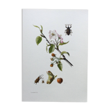 Vintage Insect Print, Old Illustration from the 60s