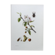 Impression vintage Insecte,  Illustration ancienne année 60