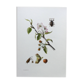 Impression vintage Insecte,  Illustration ancienne année 60