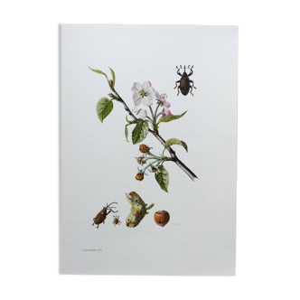 Impression vintage Insecte,  Illustration ancienne année 60