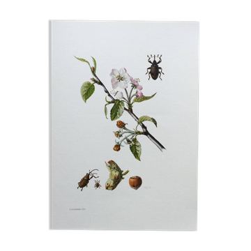 Vintage Insect Print, Old Illustration from the 60s
