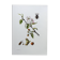 Impression vintage Insecte,  Illustration ancienne année 60
