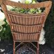 Rattan armchair with high back