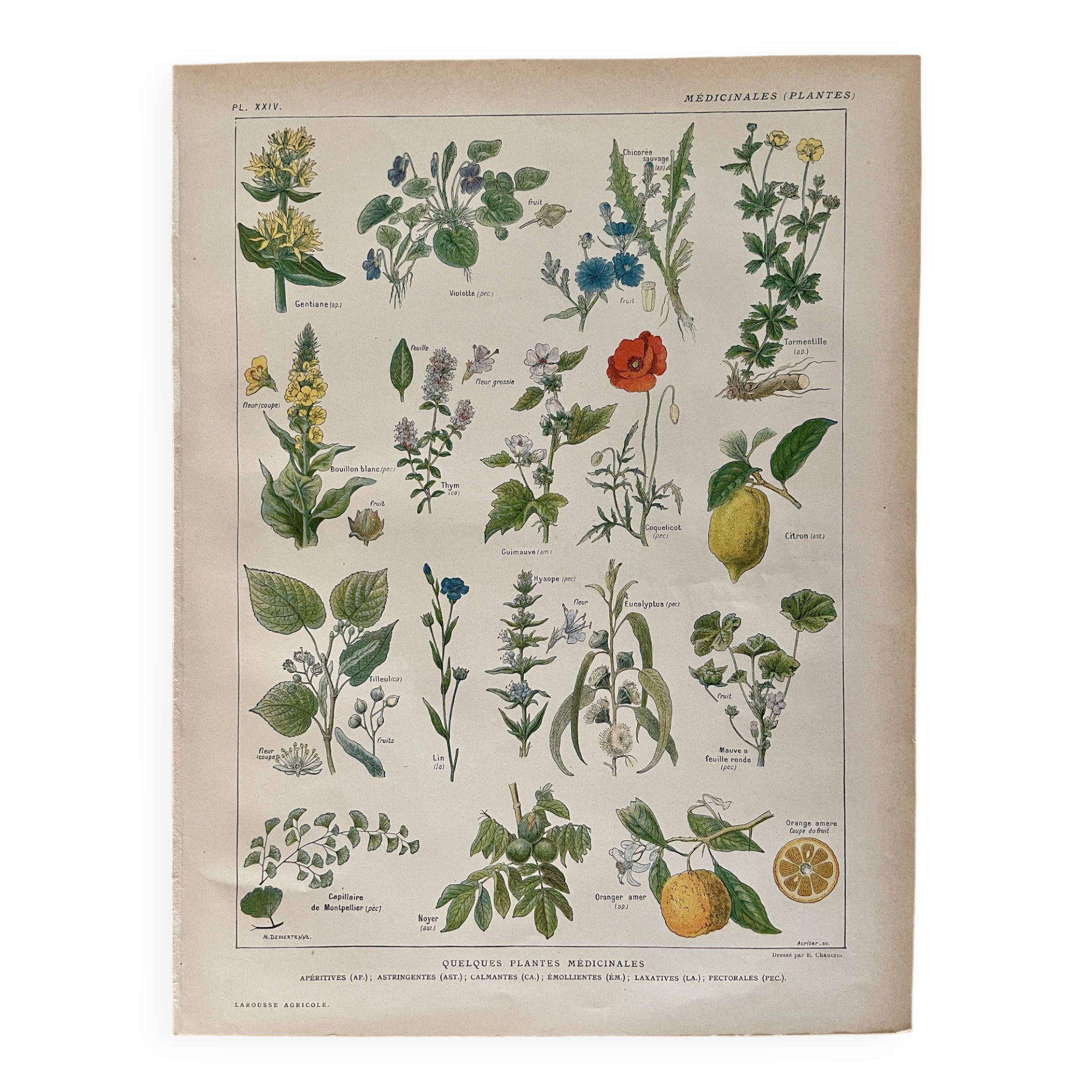 Lithographie plantes médicinales (XXIV) - 1920