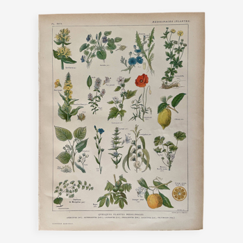 Lithographie plantes médicinales (XXIV) - 1920