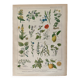 Lithographie plantes médicinales (XXIV) - 1920