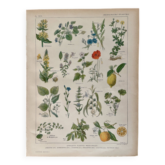 Lithograph medicinal plants (XXIV) - 1920