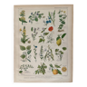 Lithograph medicinal plants (XXIV) - 1920