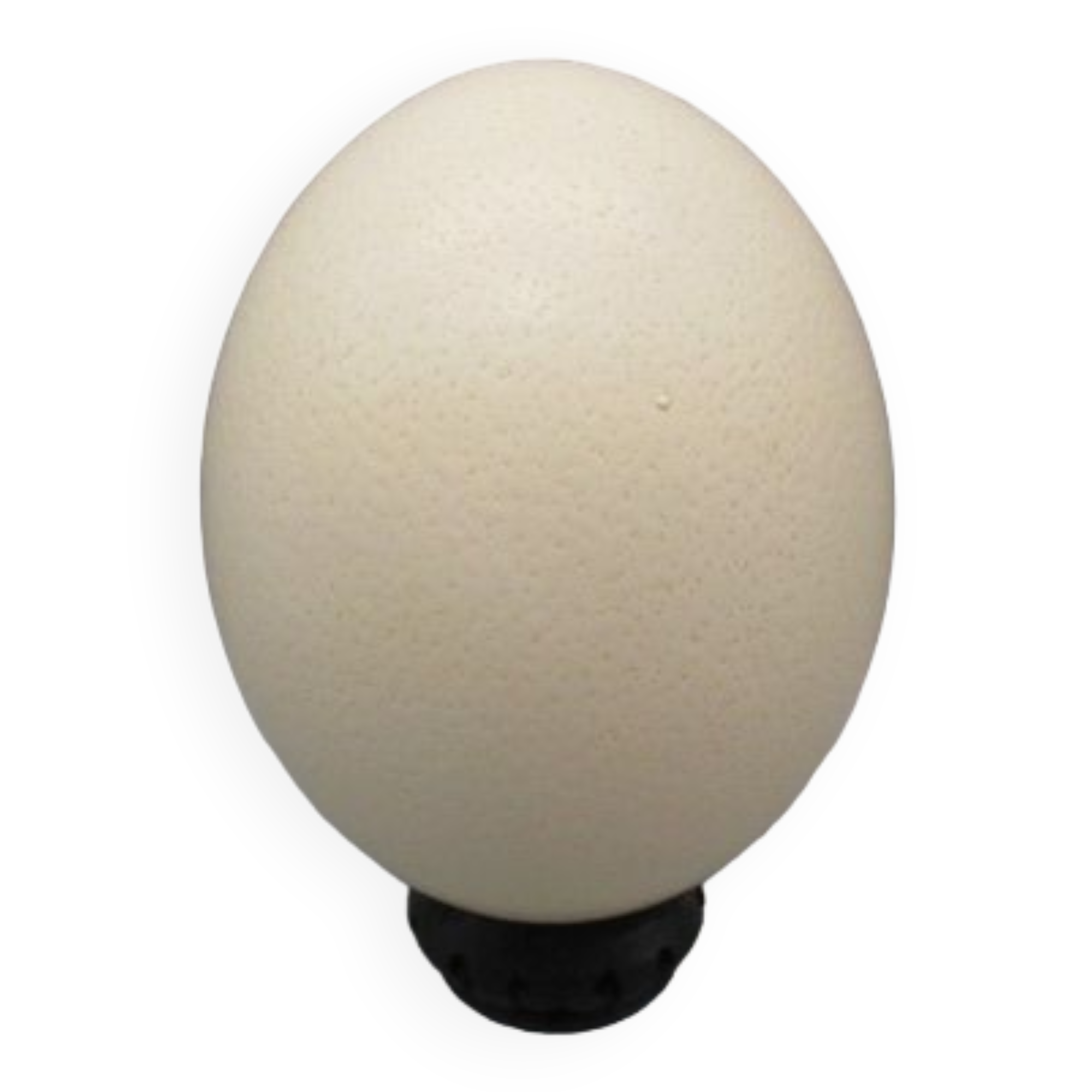 Ostrich egg on pedestal