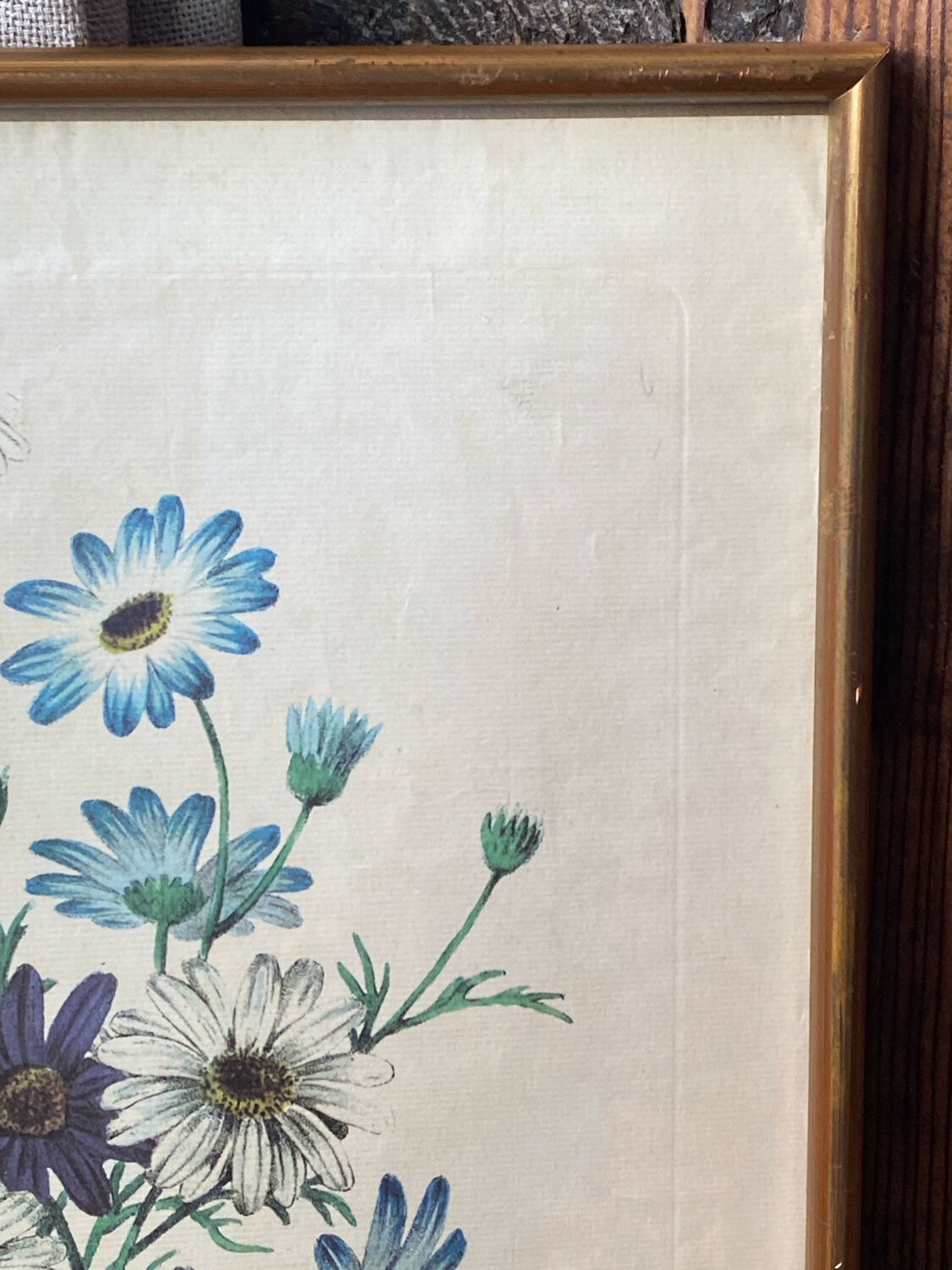 Poster, botanical plate Brachycome iberidifolia