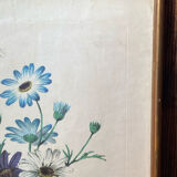 Poster, botanical plate Brachycome iberidifolia