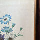 Affiche, planche botanique Brachy Come Iberidifolia