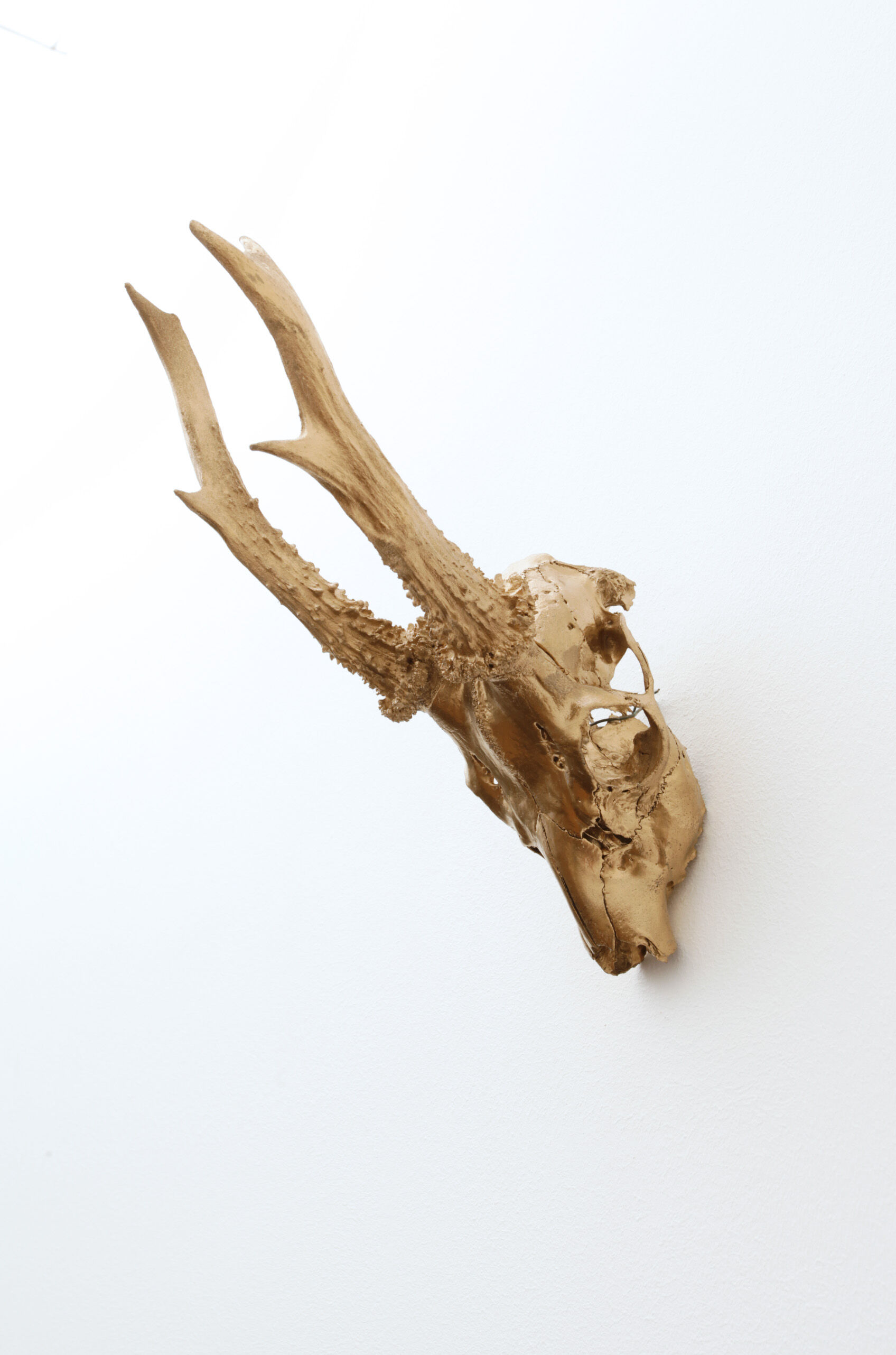 Chevreuil cornes massacre or - Taxidermie