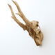 Chevreuil cornes massacre or - Taxidermie
