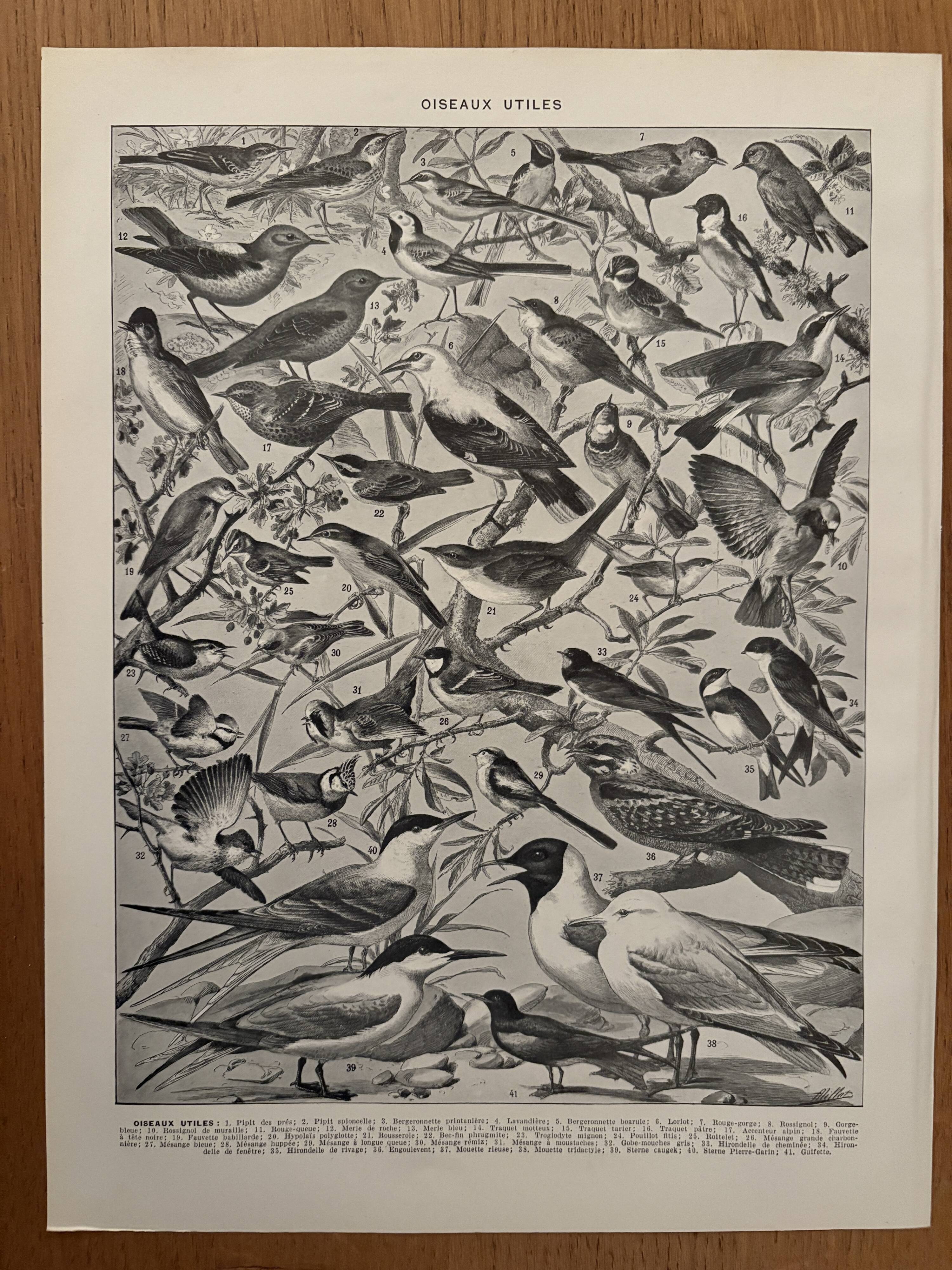 Planche illustrée vintage sur les oiseaux de paradis - 1930