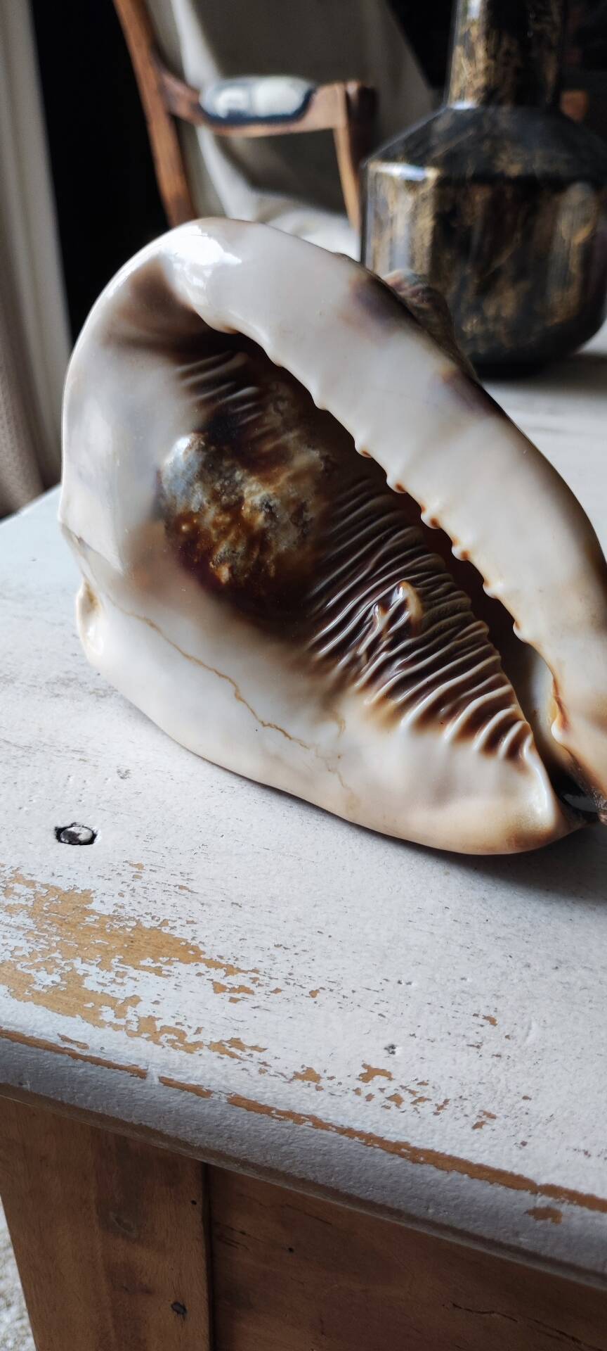 Shell decoration