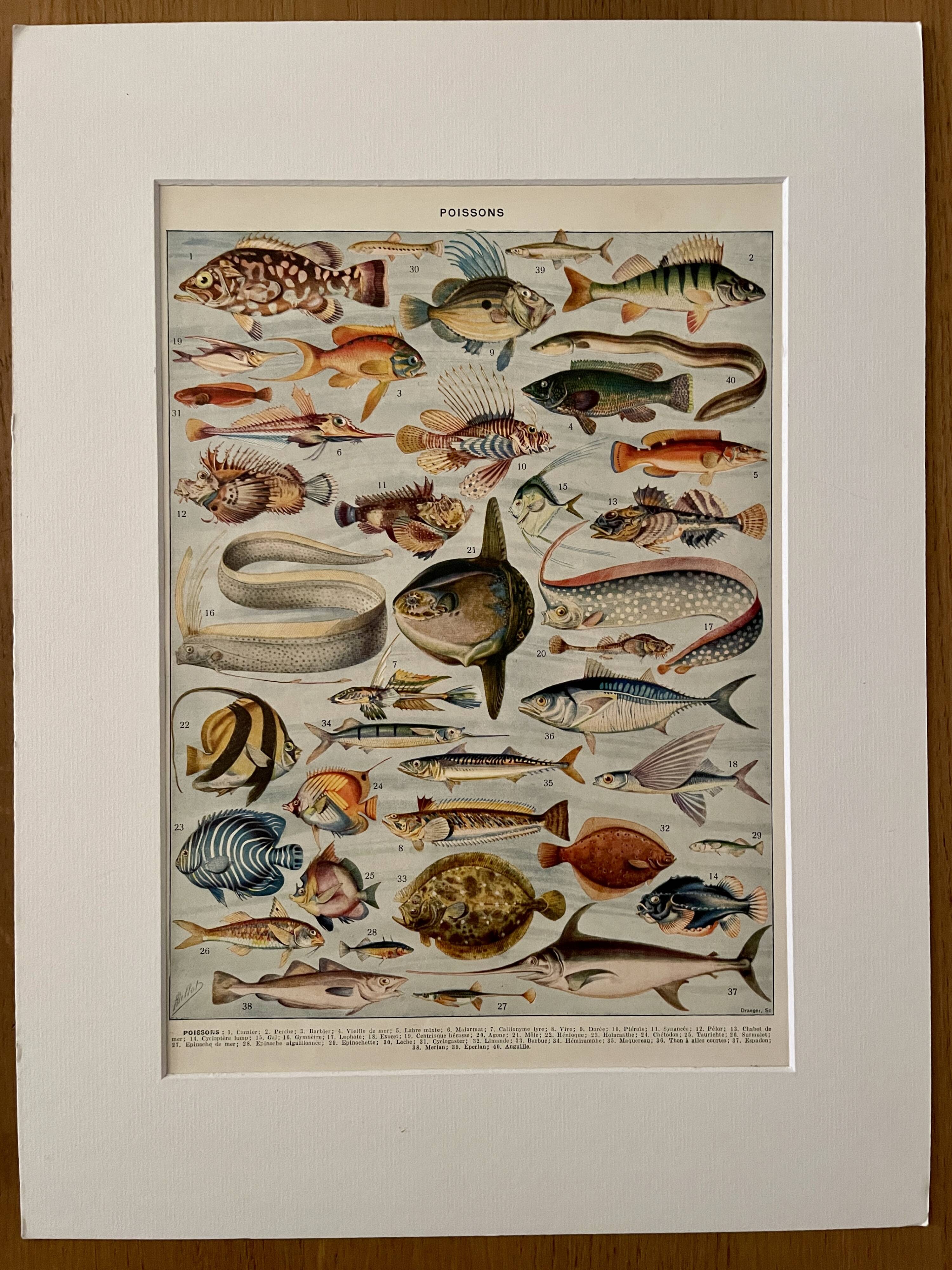 Lithographie sur les poissons - 1930