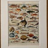 Lithograph on fish - 1930
