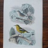 Affiche - gravure zoologique du 19ème siècle -figuier bleu - vert et jaune