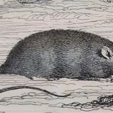 Original zoological board "rat - squirrel - field mouse - mouse" buffon 1838
