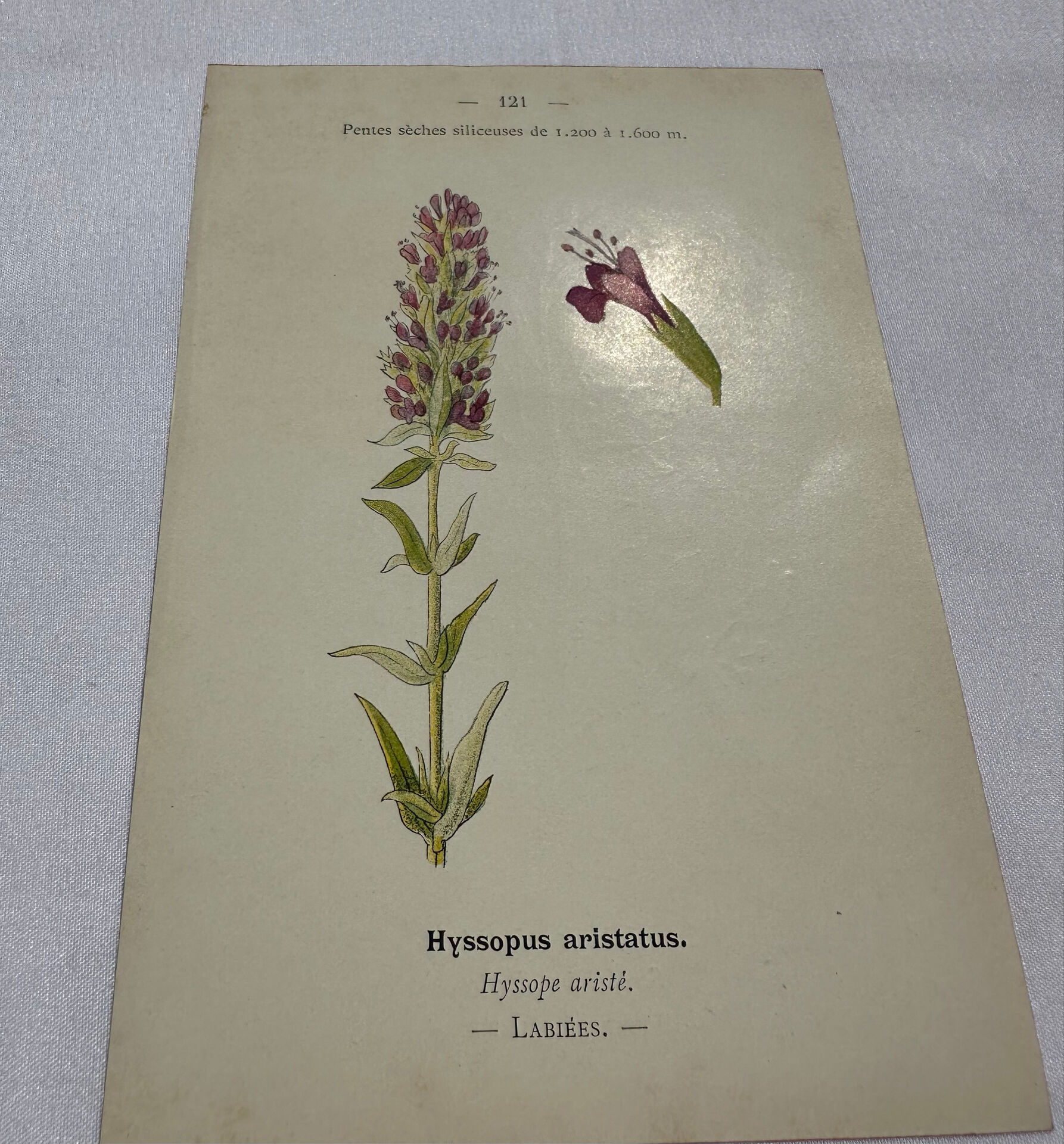 Botanical plate naturalist engraving flower plant double-sided