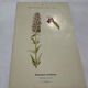 Botanical plate naturalist engraving flower plant double-sided