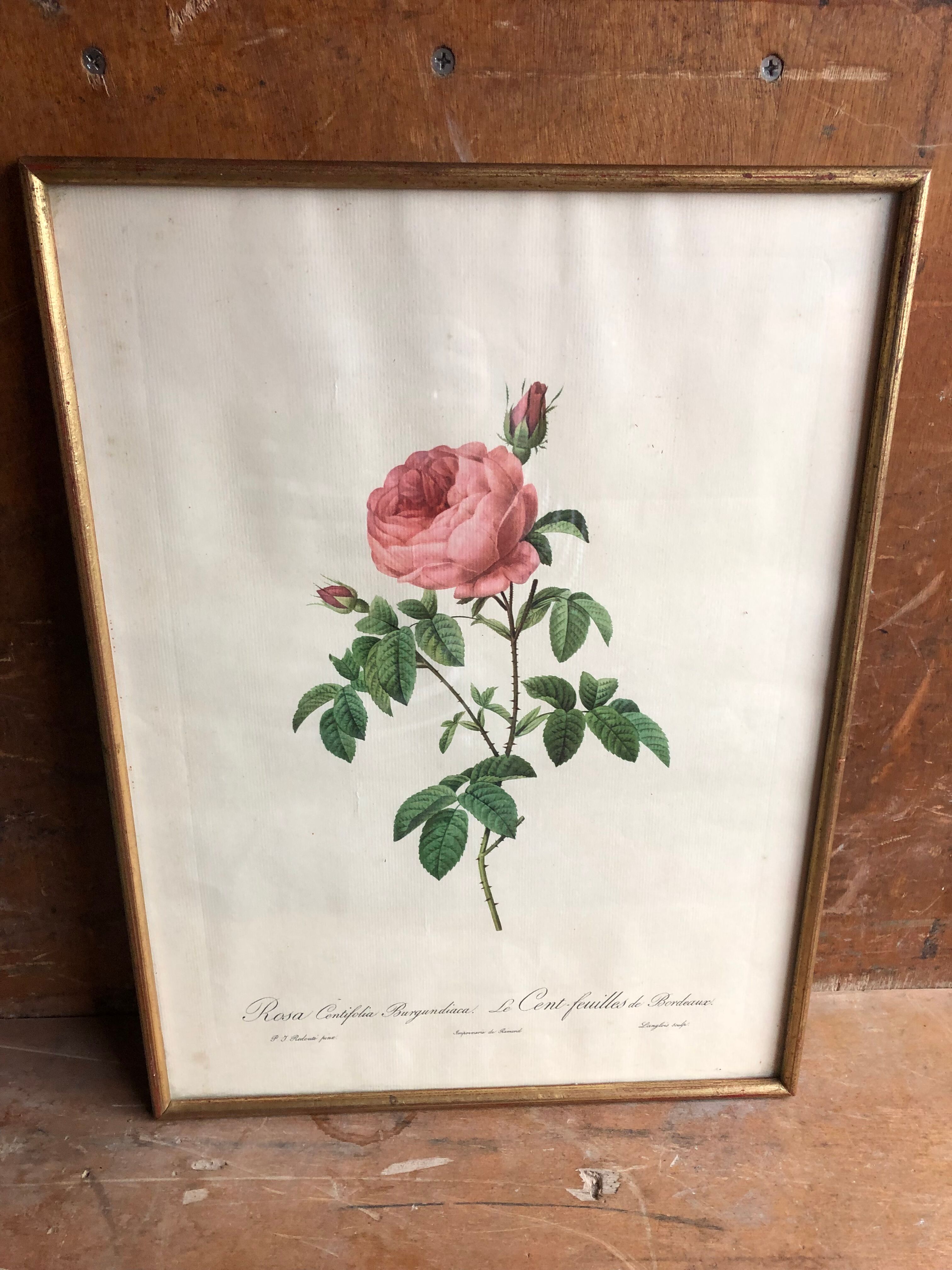 Ancienne lithographie planche botanique rose cent feuilles bordeaux vintage