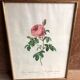 Ancienne lithographie planche botanique rose cent feuilles bordeaux vintage