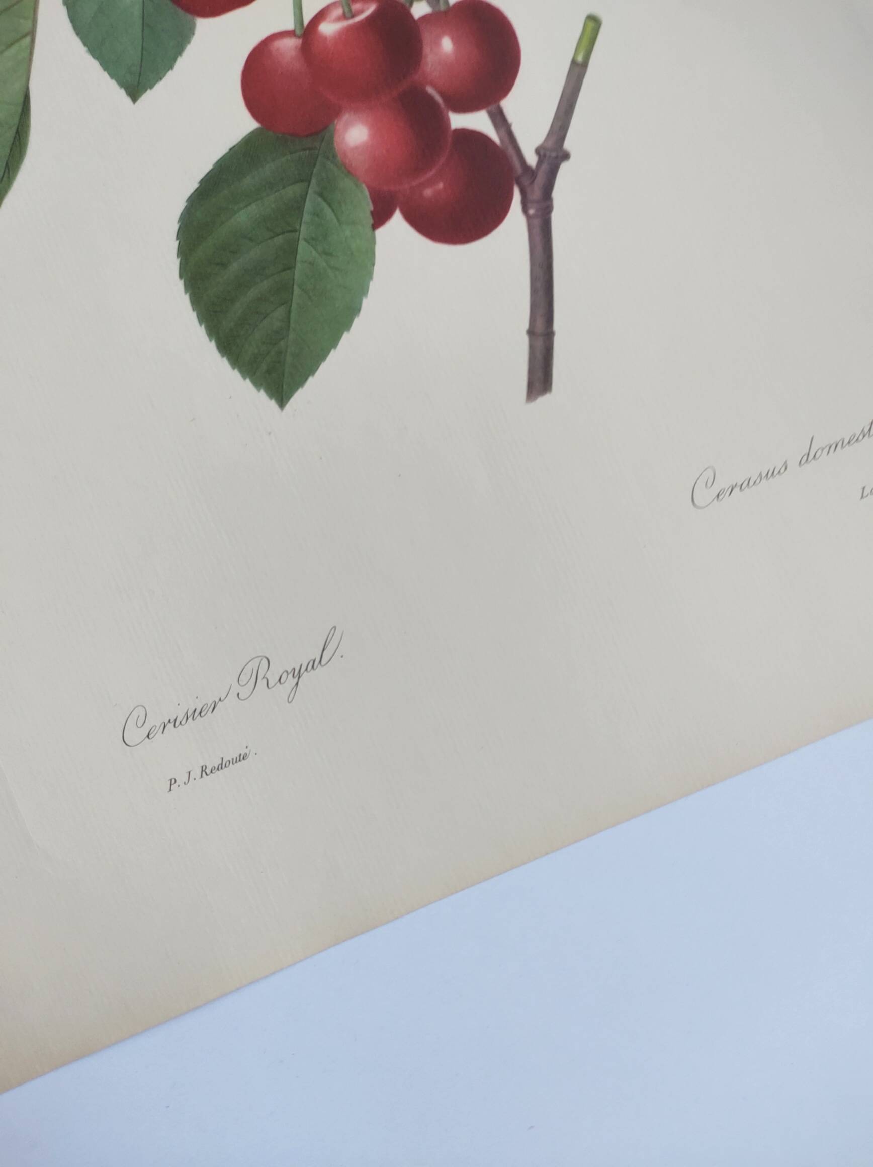 Antique fruit engraving -1955- Royal Cherry Tree- by PJ. Redouté. Vintage