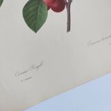 Antique fruit engraving -1955- Royal Cherry Tree- by PJ. Redouté. Vintage