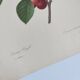 Antique fruit engraving -1955- Royal Cherry Tree- by PJ. Redouté. Vintage