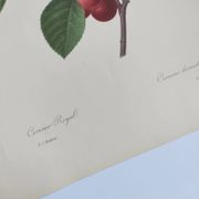 Gravure ancienne de fruits -1955- Cerisier Royal- par PJ. Redouté. Vintage