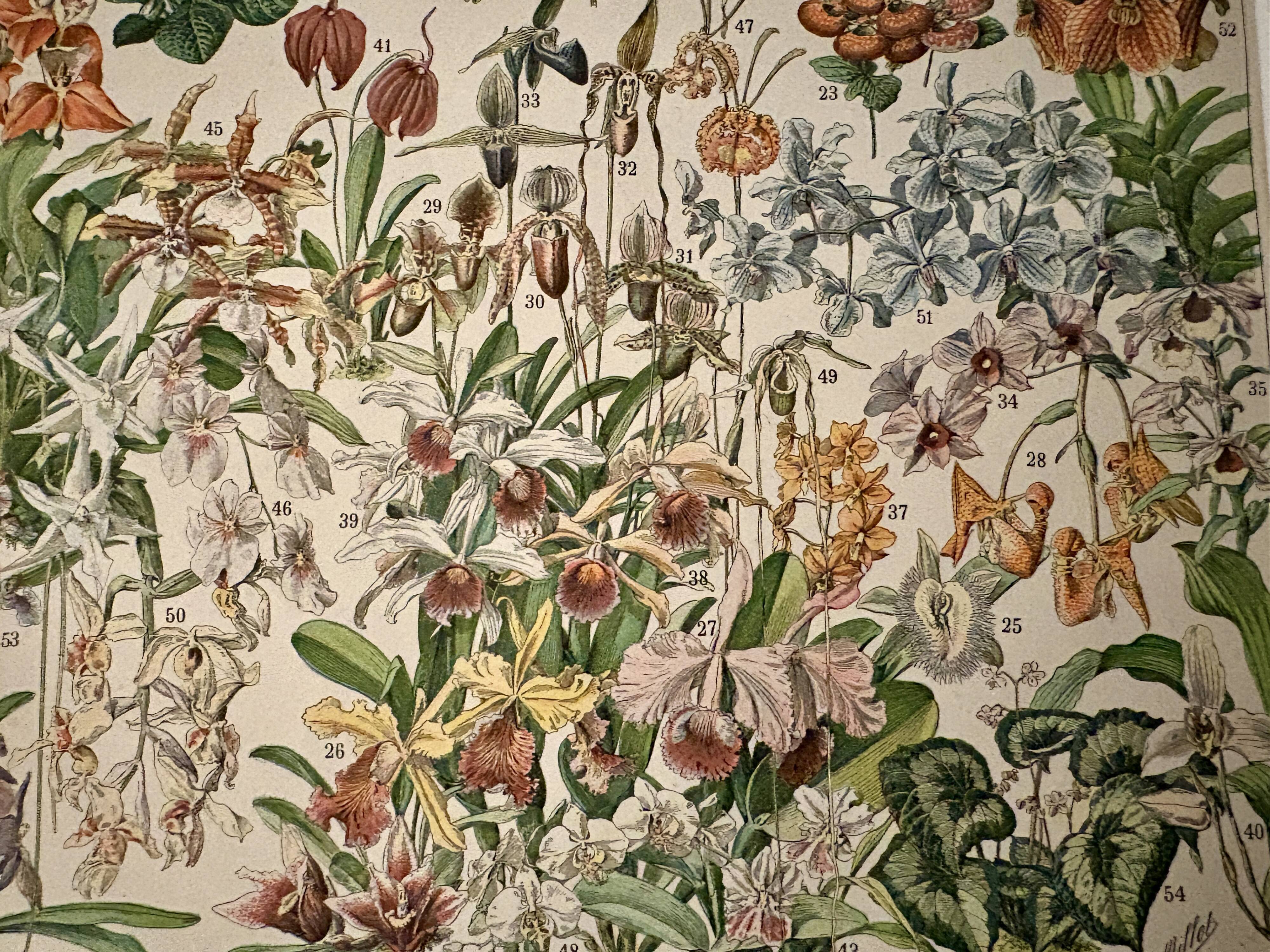 Lithographie sur les fleurs, catalpa, 1900