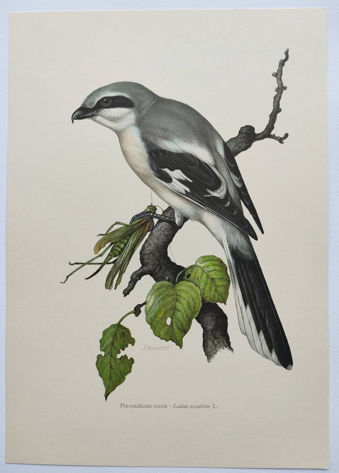 Vintage bird board from the 60s - Gray Pie-Grieche - Ornithological illustration