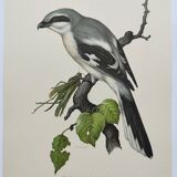 Vintage bird board from the 60s - Gray Pie-Grieche - Ornithological illustration