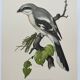 Vintage bird board from the 60s - Gray Pie-Grieche - Ornithological illustration