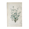 English botanical board, 1878 edition