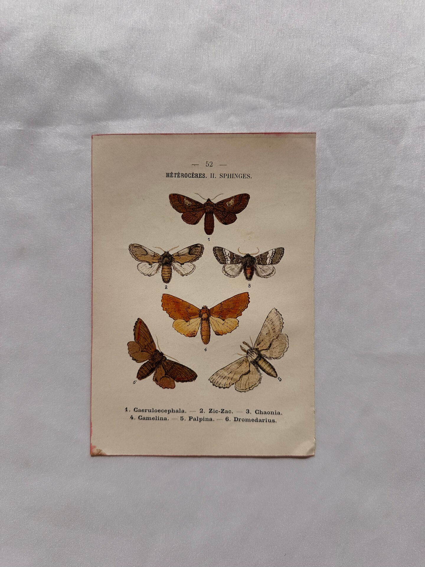 Naturalist engraving Butterfly 19th-century original botanical poster 1800