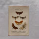 Naturalist engraving Butterfly 19th-century original botanical poster 1800