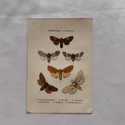 Naturalist engraving Butterfly 19th-century original botanical poster 1800