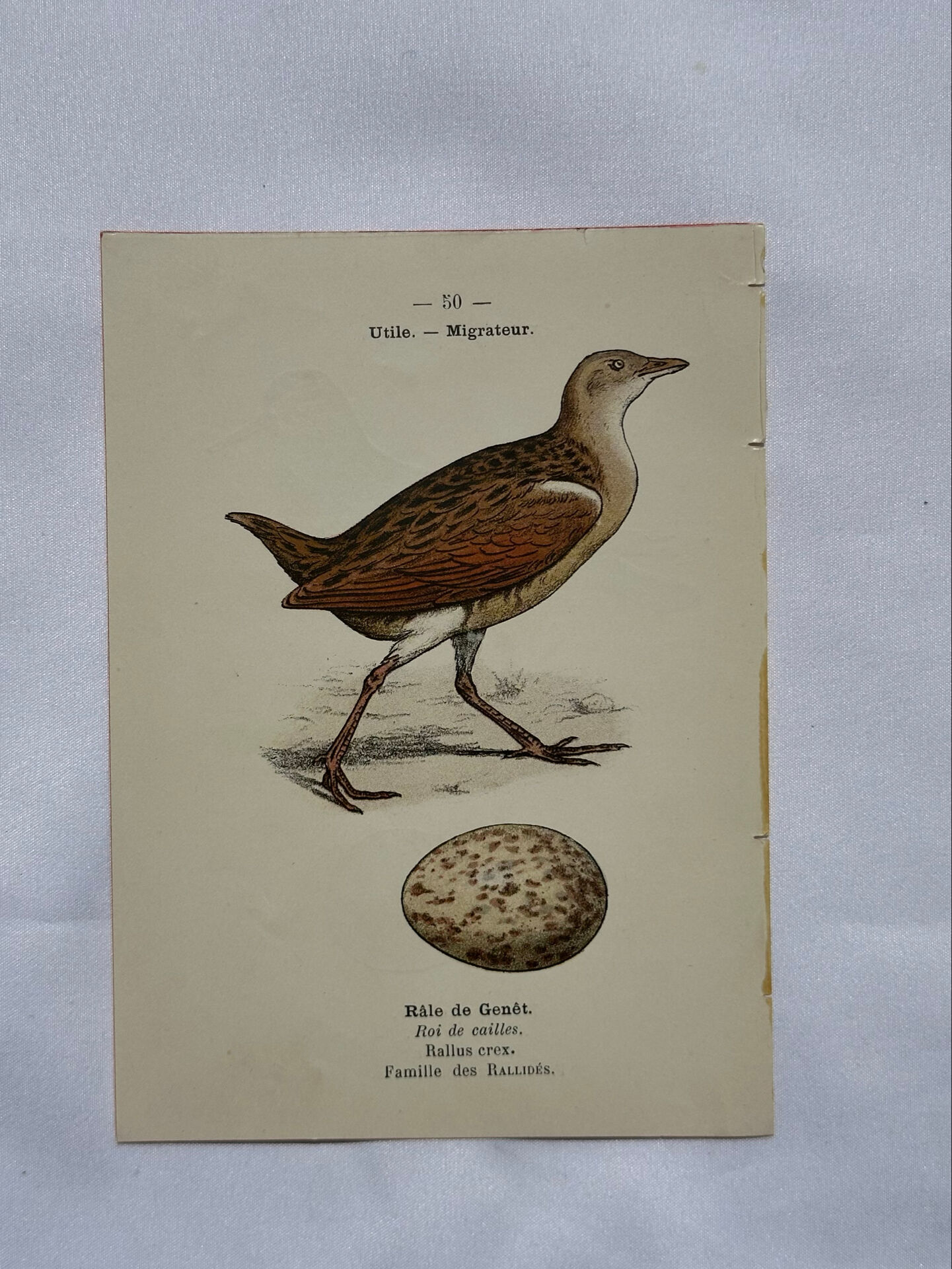 Planche Botanique Gravure oiseaux naturaliste  19eme recto verso  A
