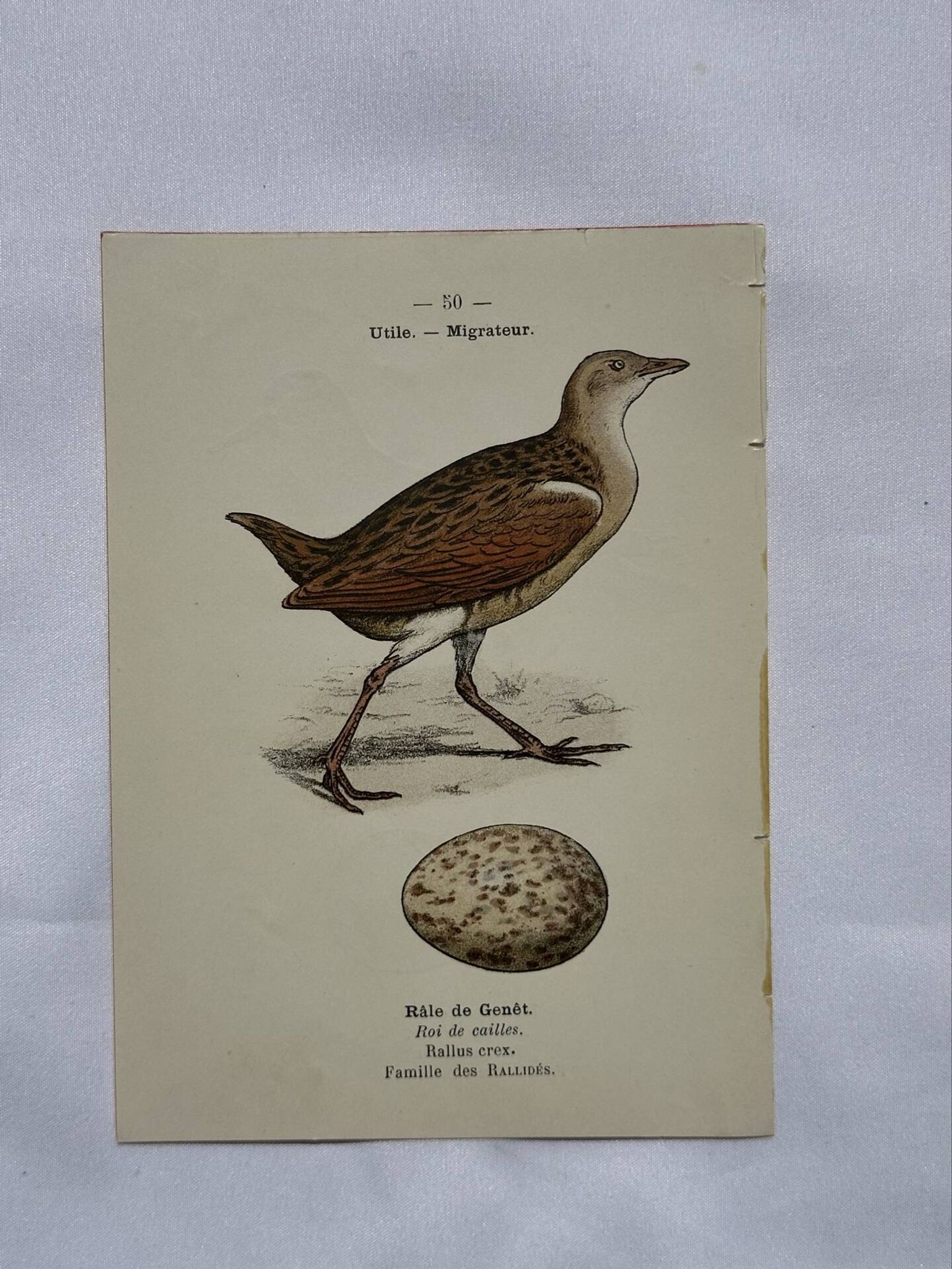 Botanical Plate Engraving of Birds, Naturalist, 19th Century, Double-sided A