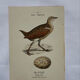 Planche Botanique Gravure oiseaux naturaliste  19eme recto verso  A