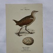 Botanical Plate Engraving of Birds, Naturalist, 19th Century, Double-sided A