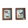 Pair of naturalized butterfly frames