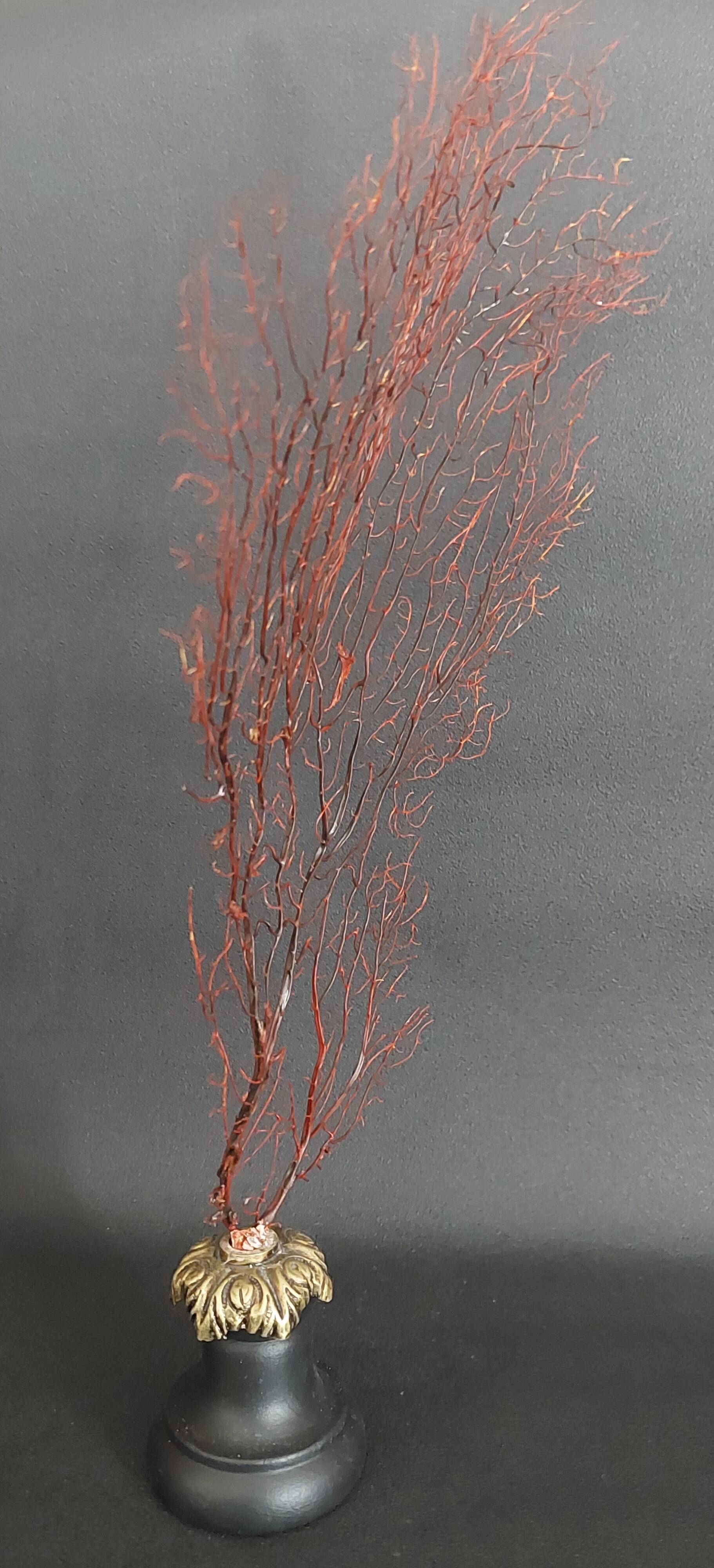 Cabinet de Curiosités gorgone rouge paramuricea clavata sur socle