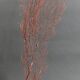 Cabinet de Curiosités gorgone rouge paramuricea clavata sur socle