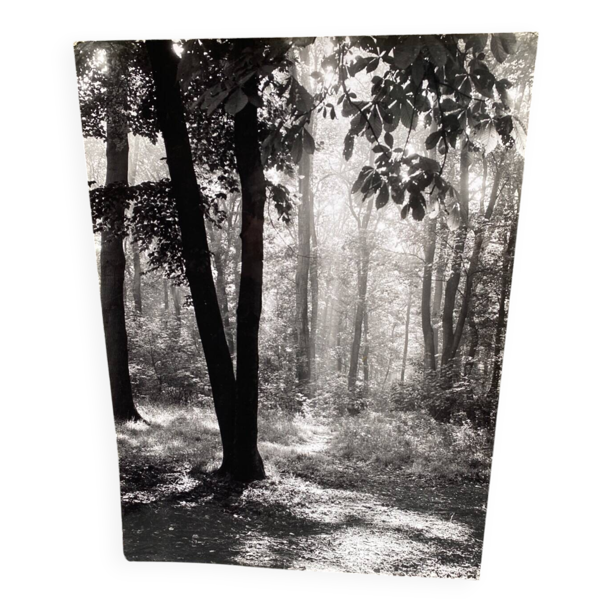 Silver gelatin photograph by Bernard Darot, backlit in the Bois de Boulogne, SNMF